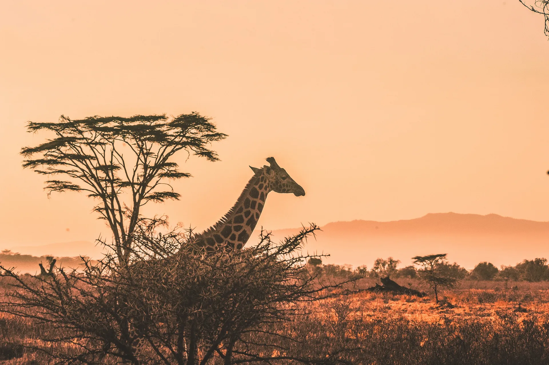 7 Days Kenya Wildlife Circuit
