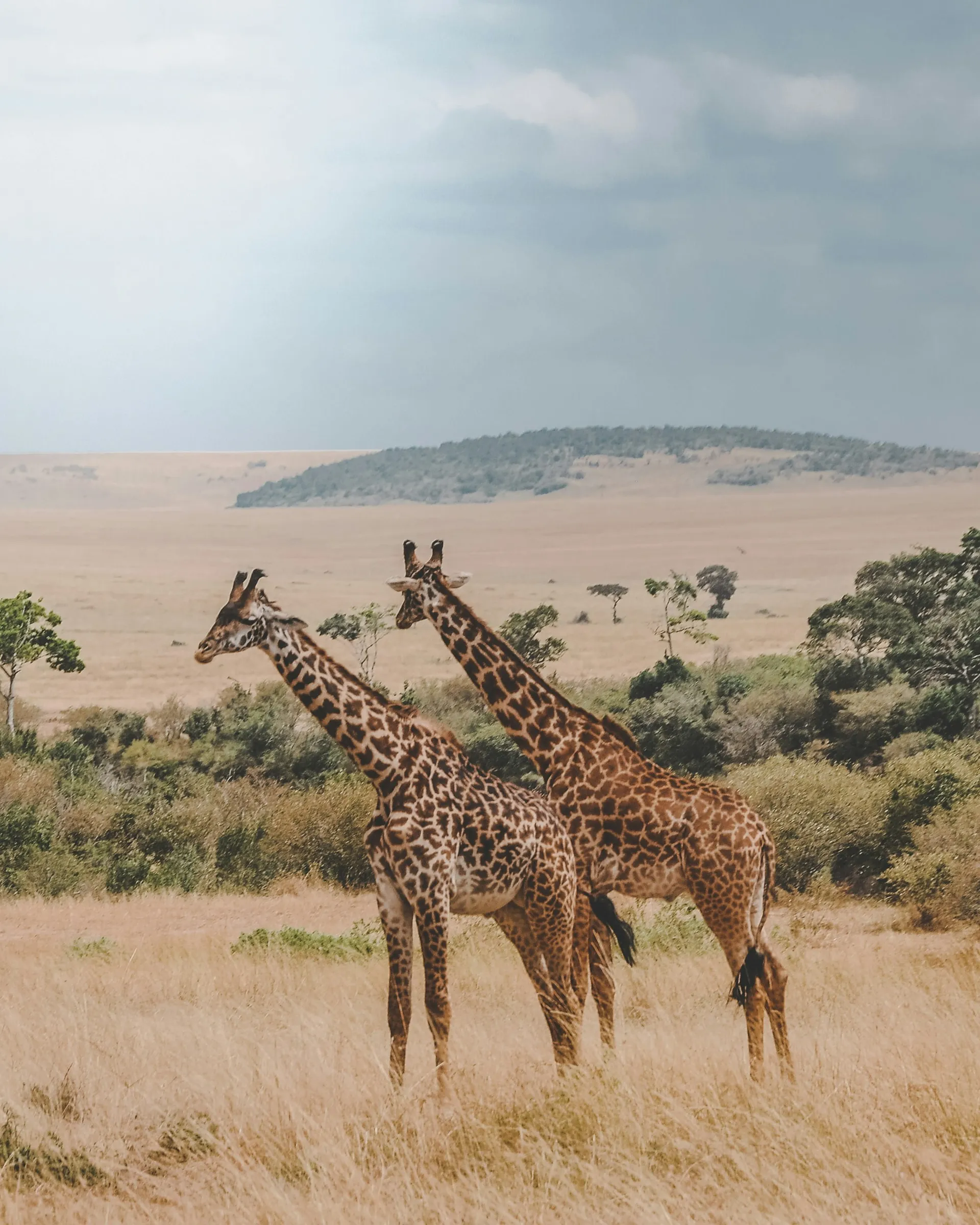 Serengeti from Above