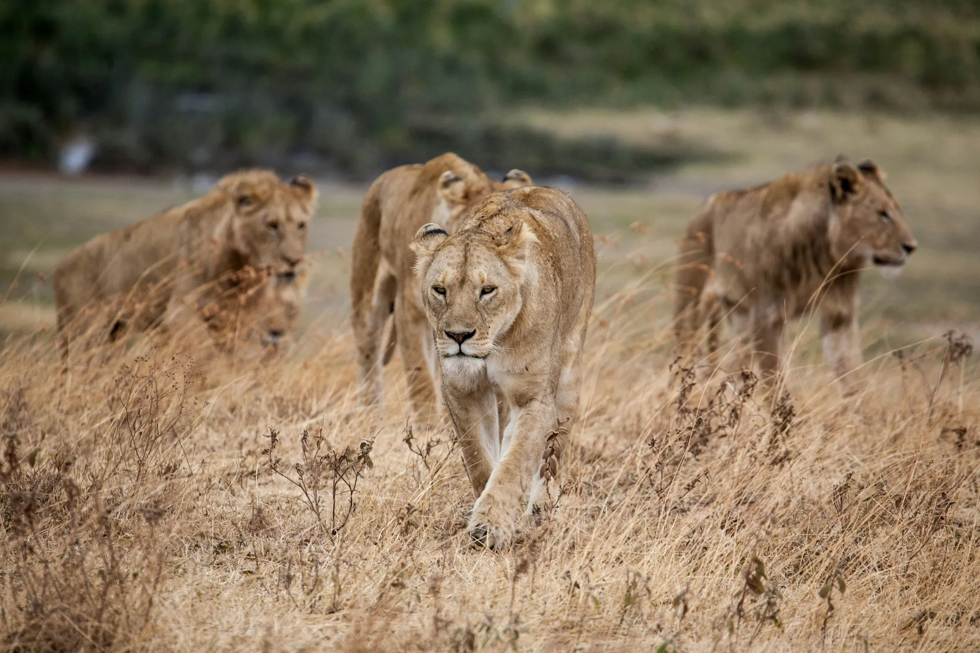 4 Days Discover Tanzania