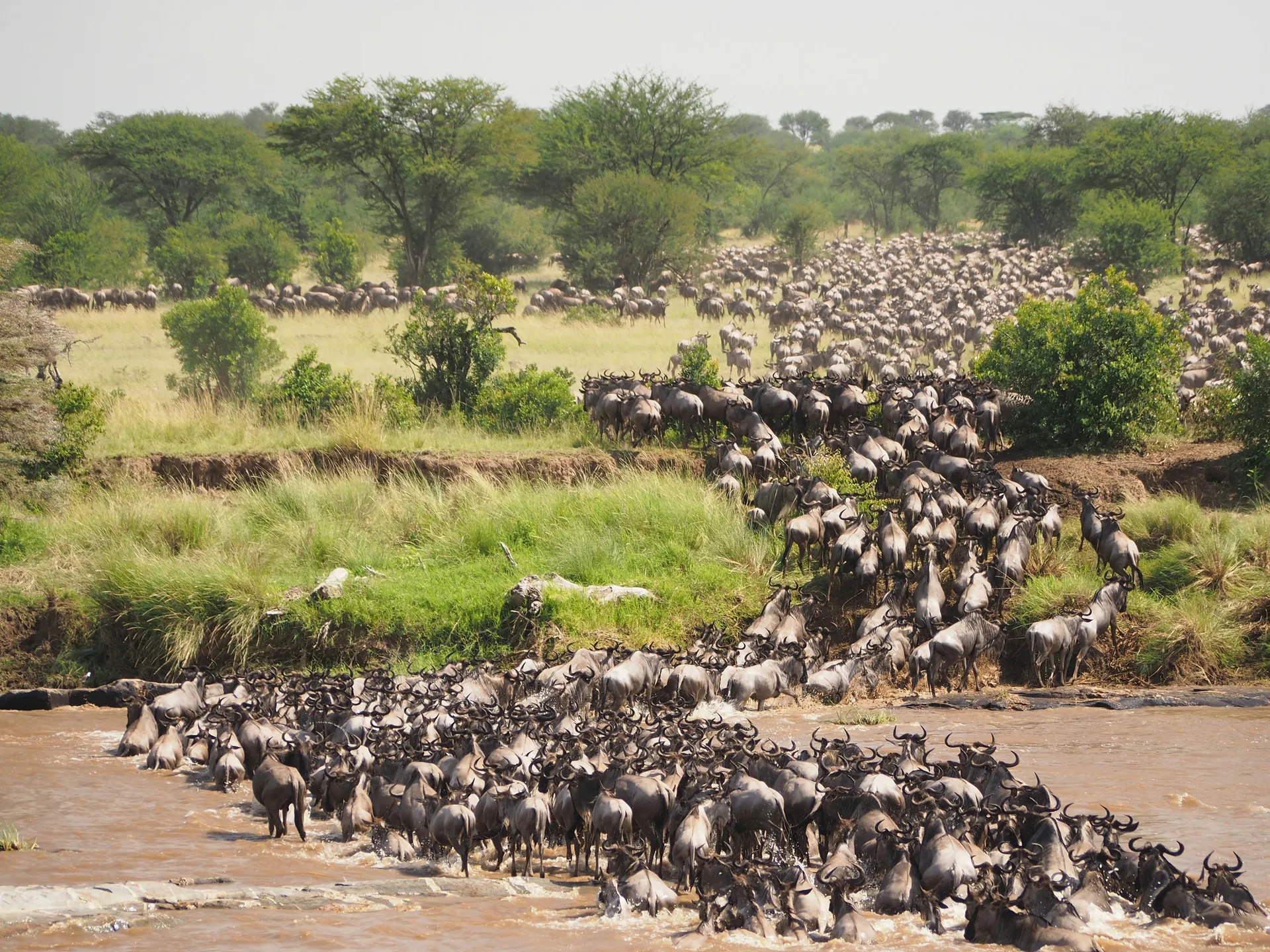 7 Days Calving Season Safari