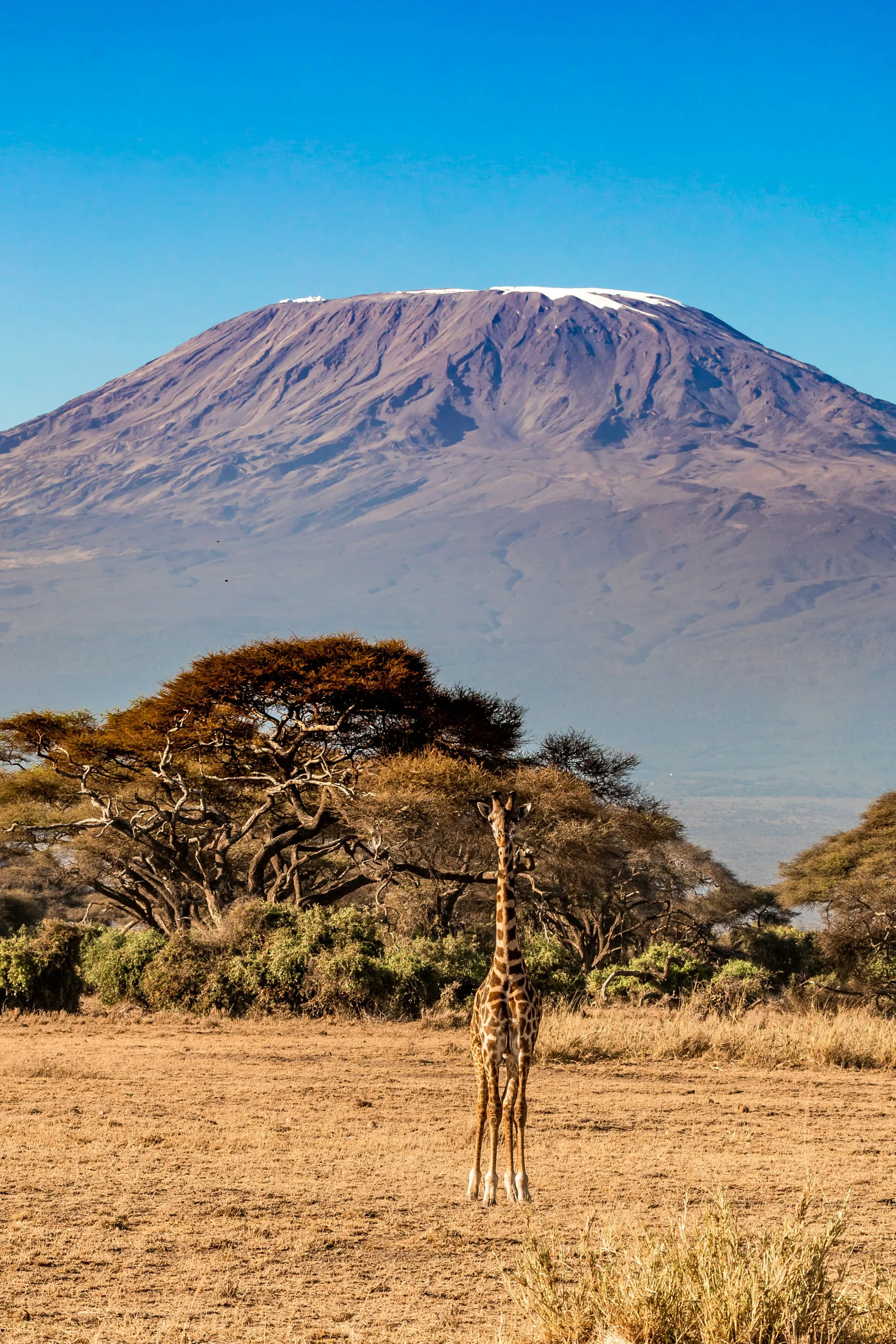 Tanzania Safari